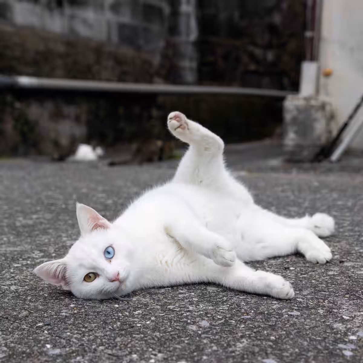 画像22