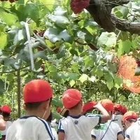 加古川のぶどう狩り