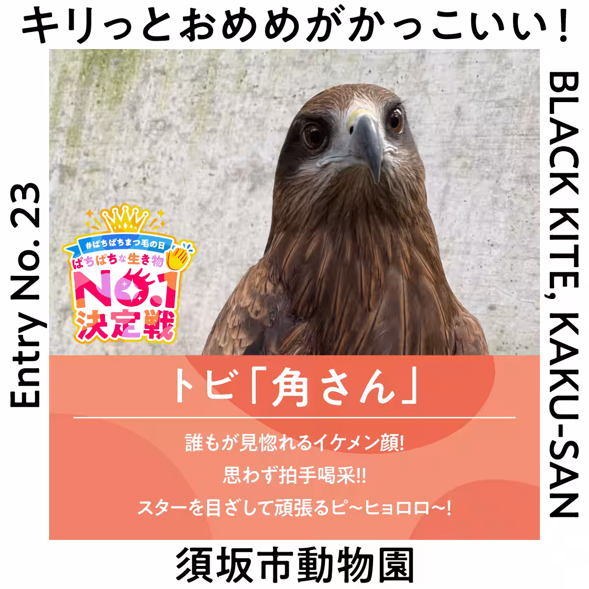 画像13