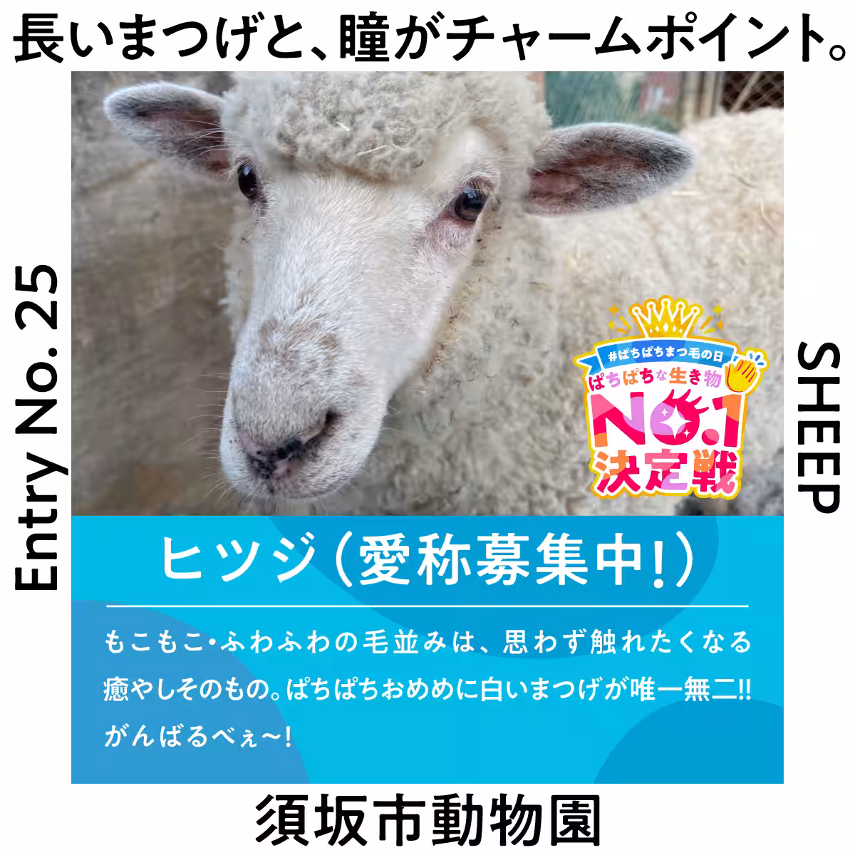 画像15