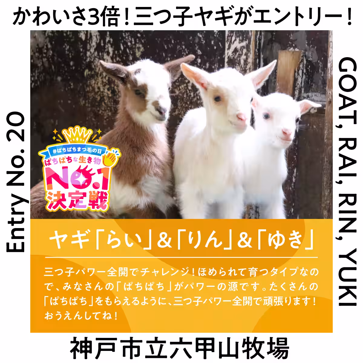 画像10