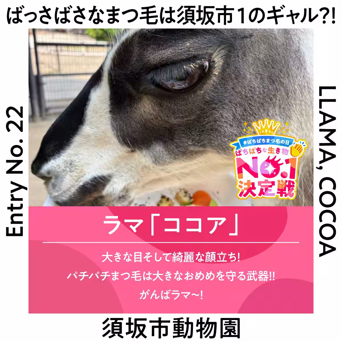 画像12