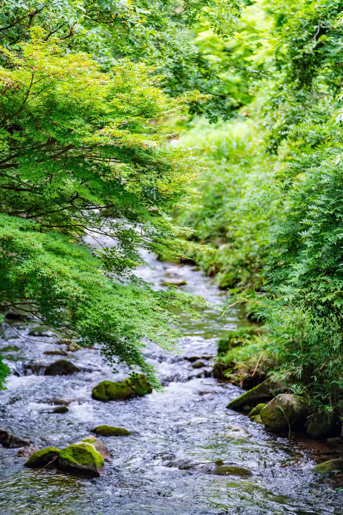 画像12