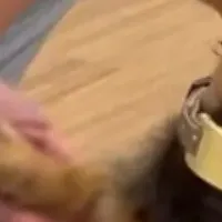 犬と触れ合う特別体験