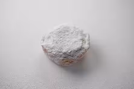 画像11