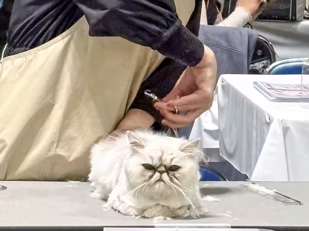 画像11