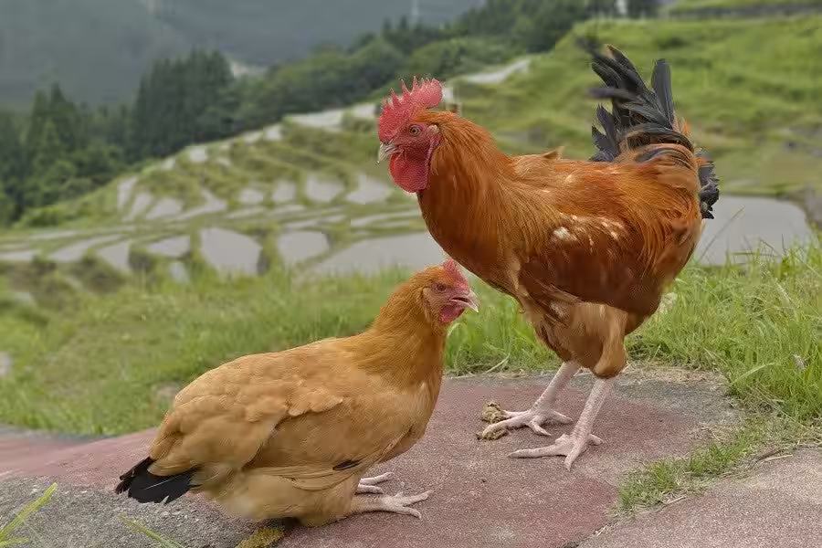 画像6