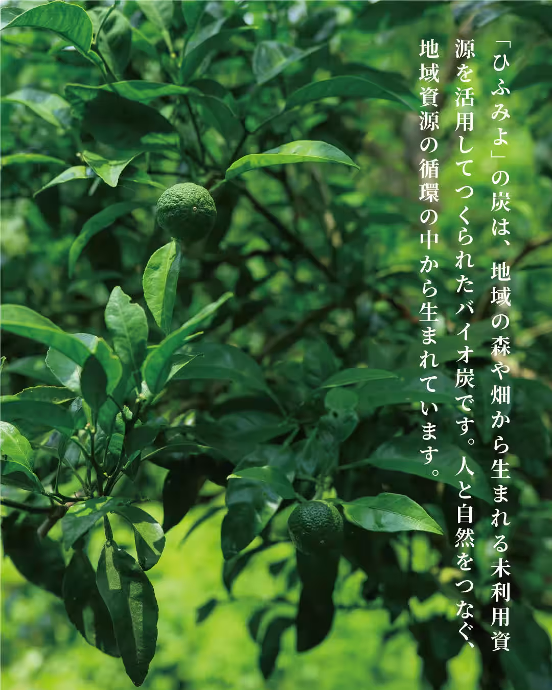 画像13