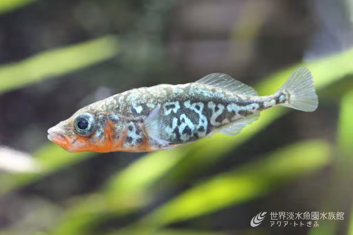 画像4