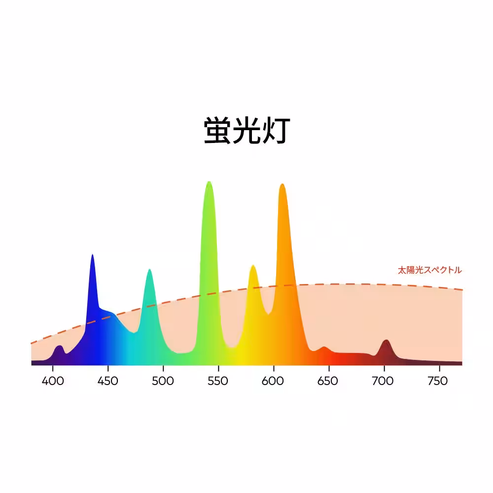 画像12