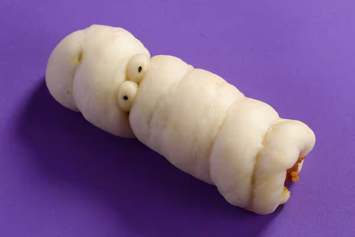 画像8