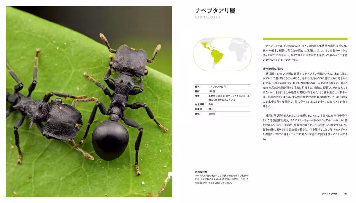 画像7