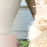 霧島市の猫プロジェクト