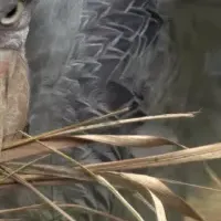 ハシビロコウ特集