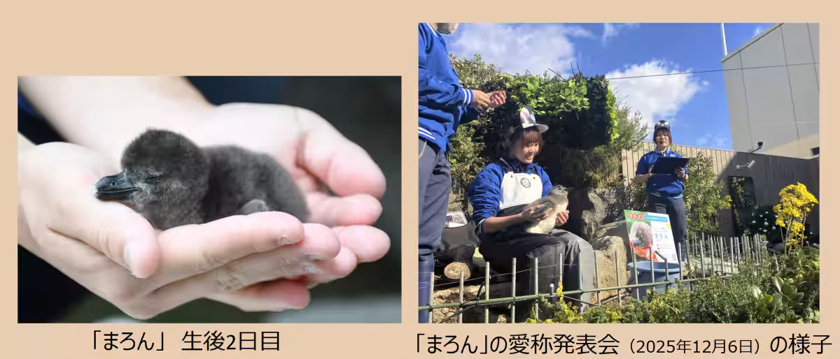 画像29