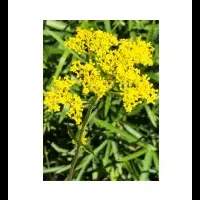 神奈川の植物調査