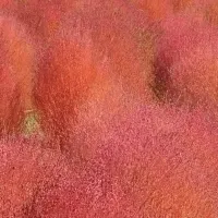 福岡のコキア紅葉