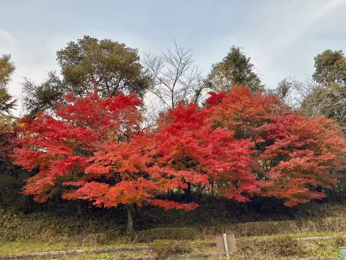 画像11