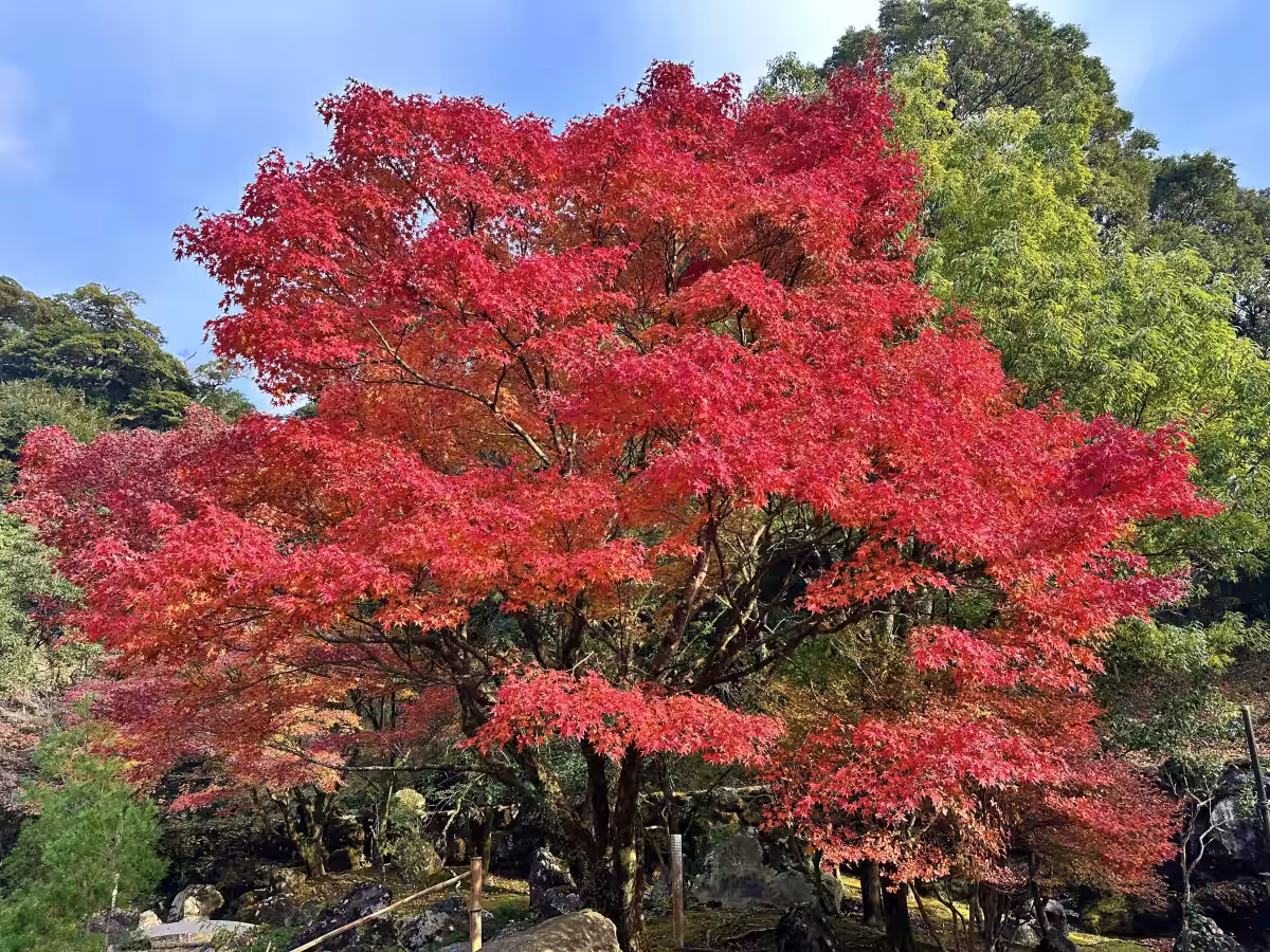 画像9