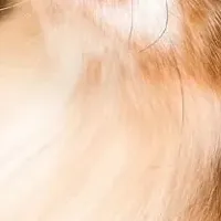 愛犬のための家