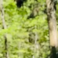 家具が支える森づくり