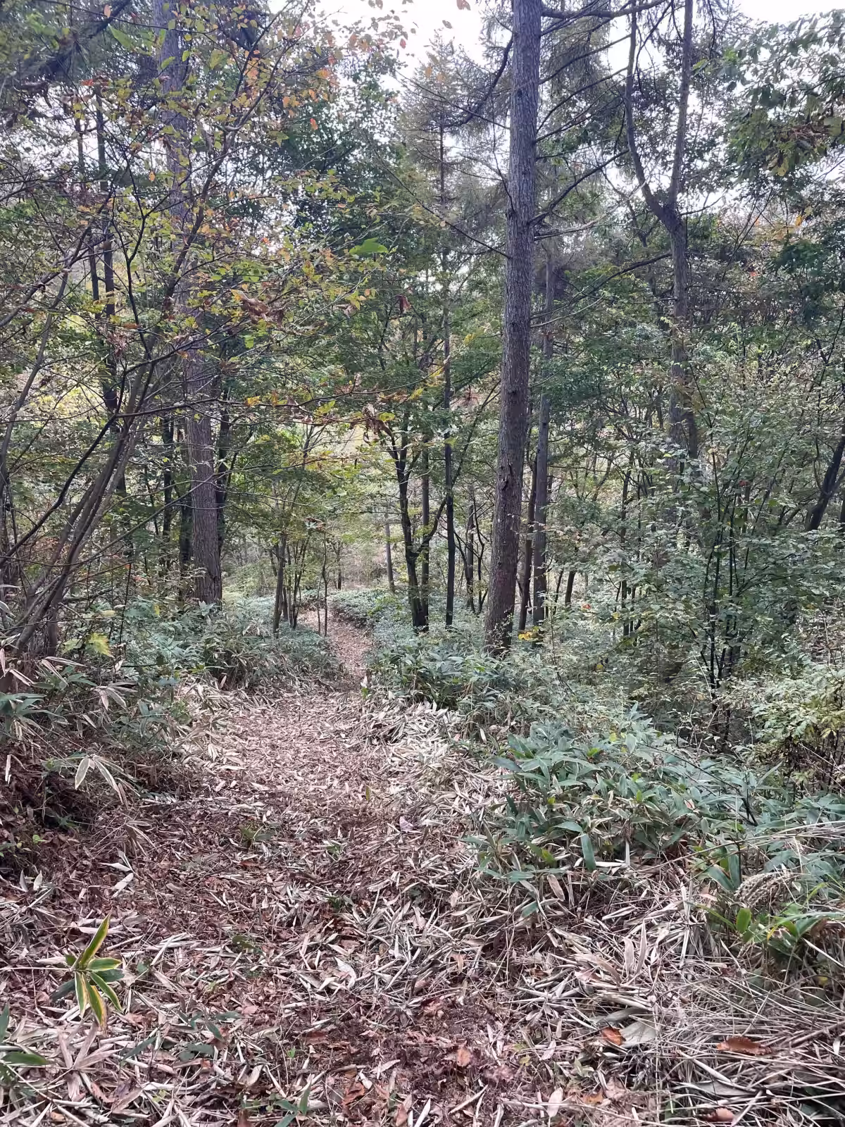 画像4