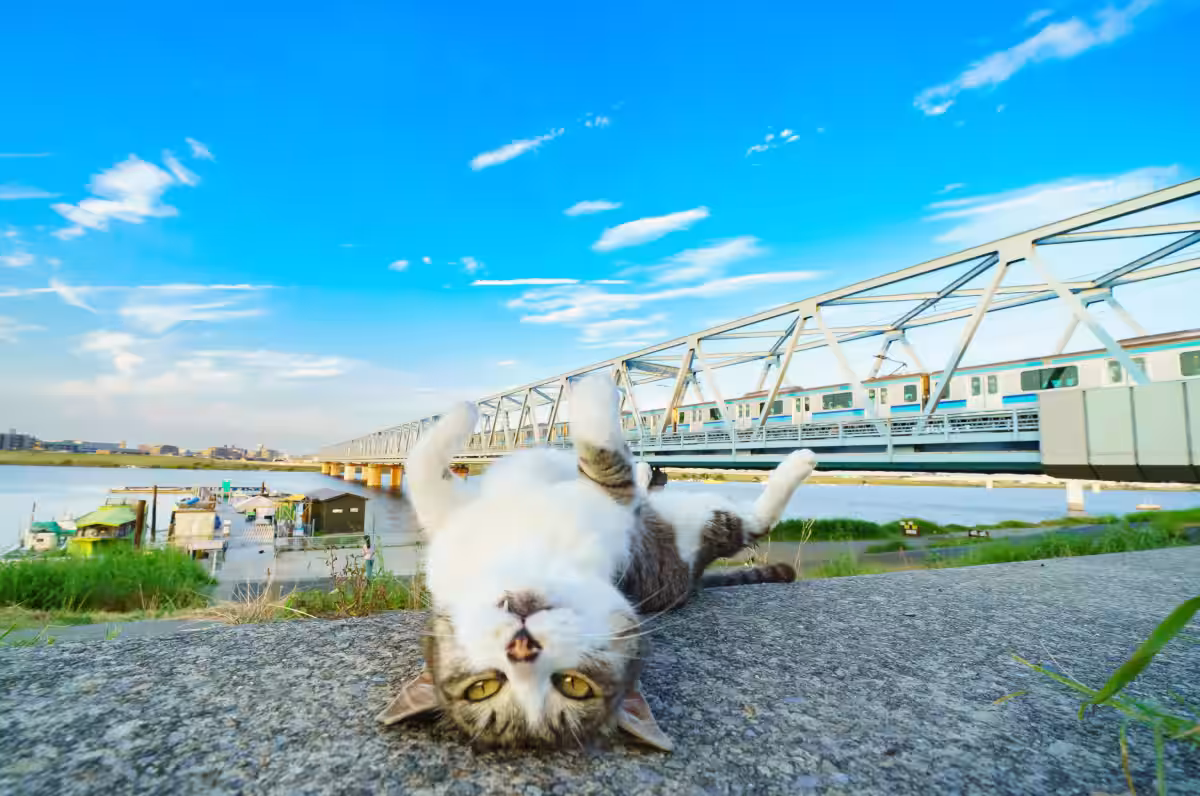 画像5