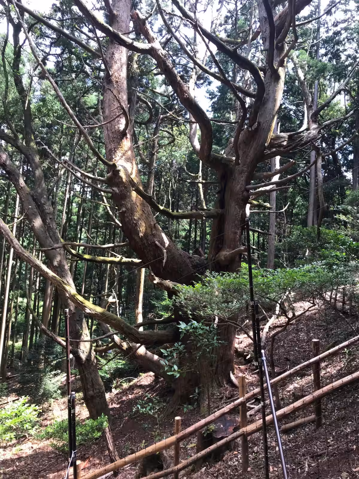 画像8