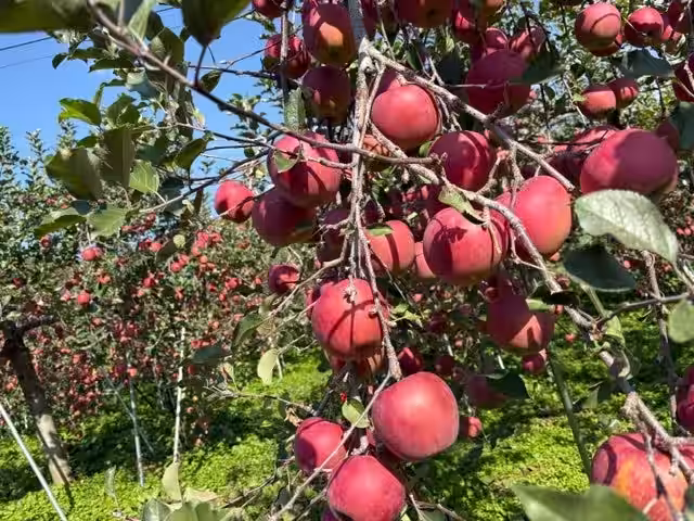 画像11