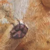 小岩芽生の作品展