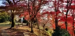 画像8