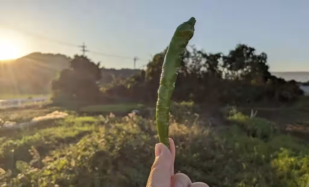 画像7